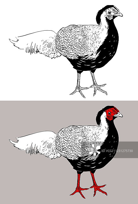雄性银鸡数字绘画图片素材
