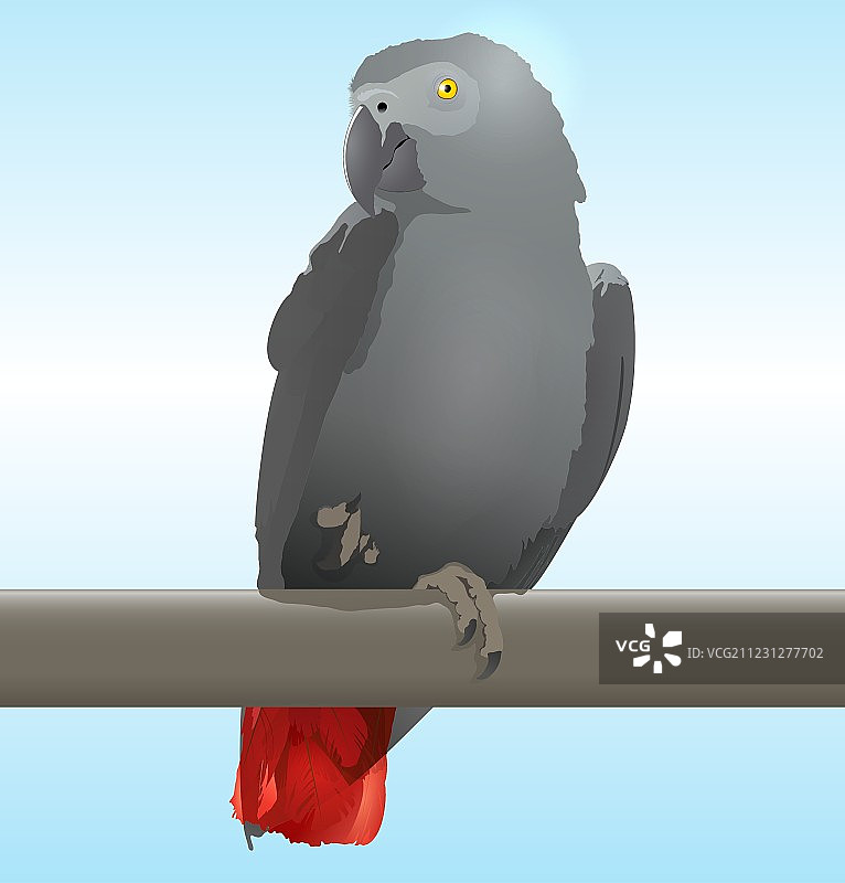 非洲灰鹦鹉图片素材