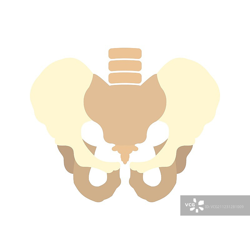人体骨盆图标图片素材