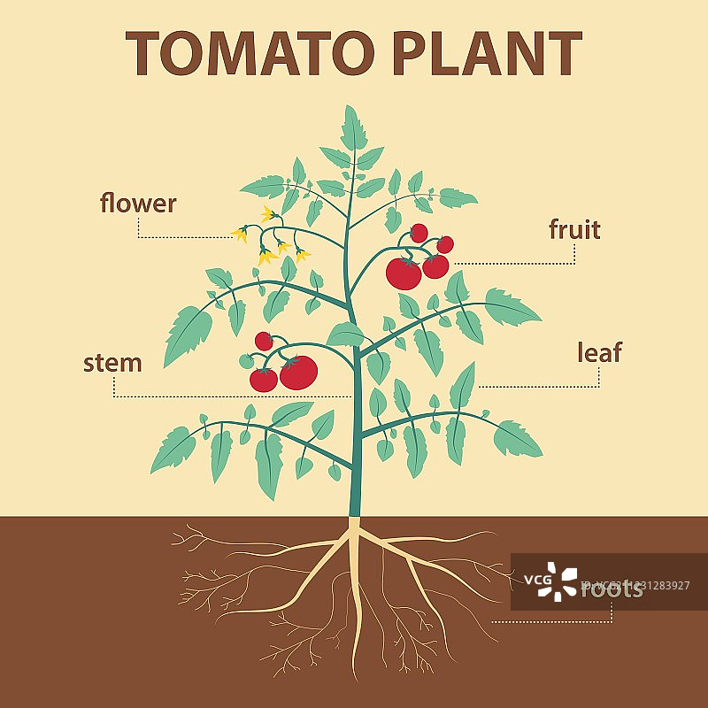 番茄植株图片素材