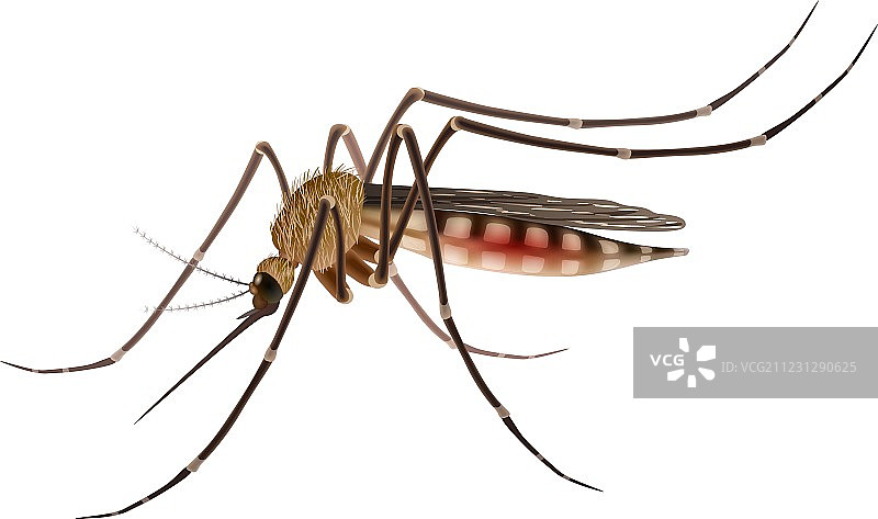 逼真的蚊子图片素材