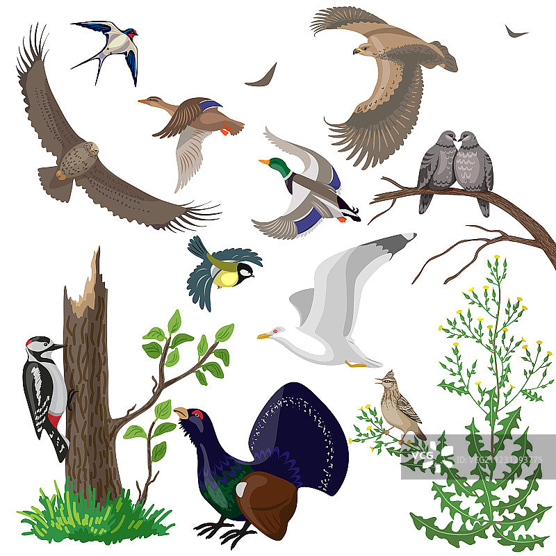 鸟类合集图片素材