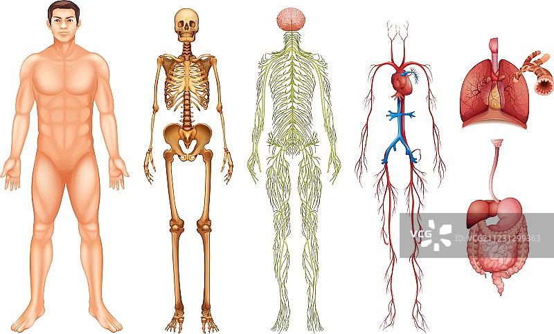 人体系统图片素材