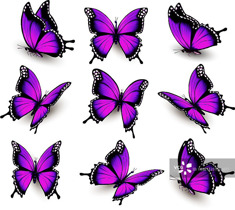 不同姿势的粉色蝴蝶图片素材