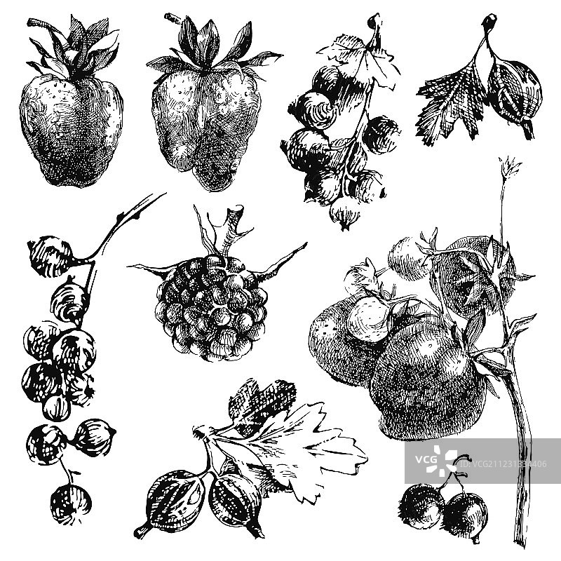 手摘黎明时分的浆果图片素材