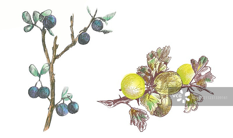 醋栗和黑刺李图片素材