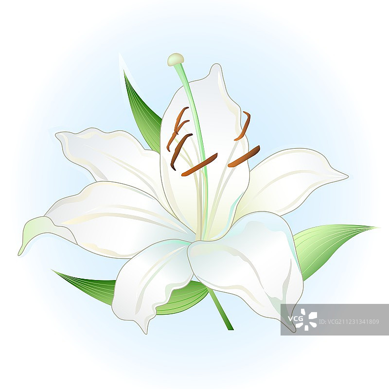 浅蓝色背景上的白色百合花图片素材