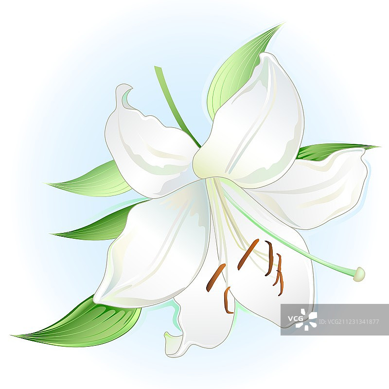 浅蓝色背景上的白色百合花图片素材