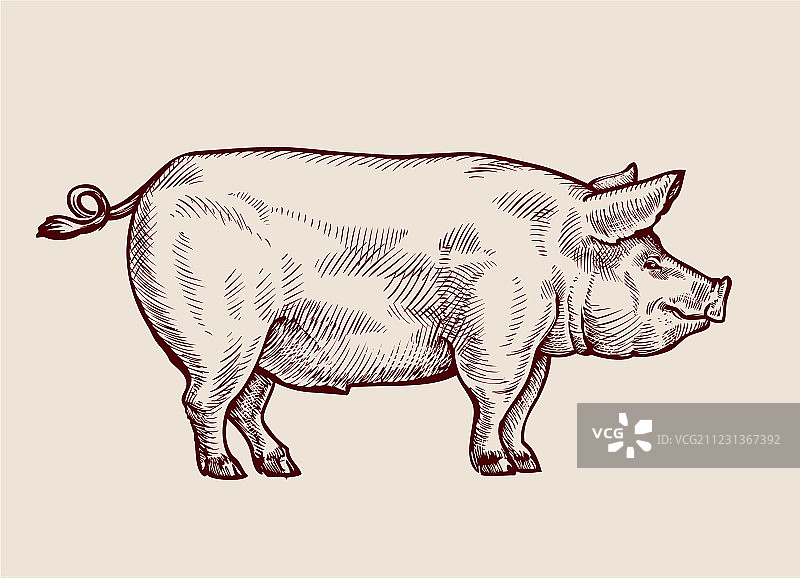 手绘小猪素描图片素材