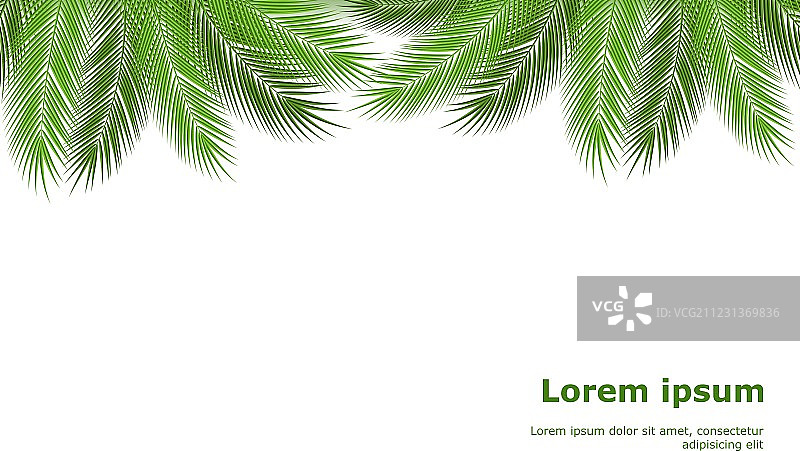 棕榈枝叶模板图片素材