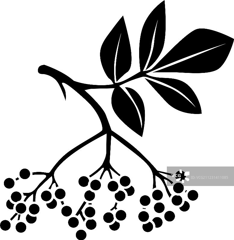 接骨木果图片素材