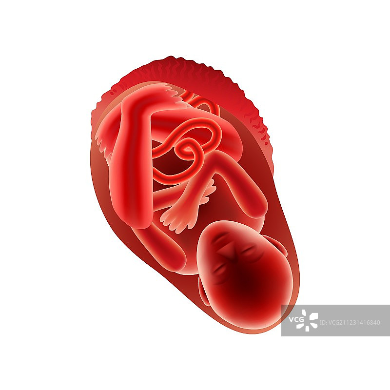 怀孕九个月的胎儿图片素材