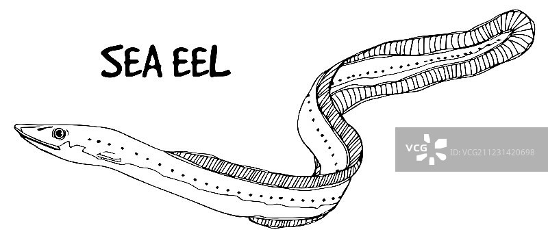 白色背景上的线条海鳗图片素材