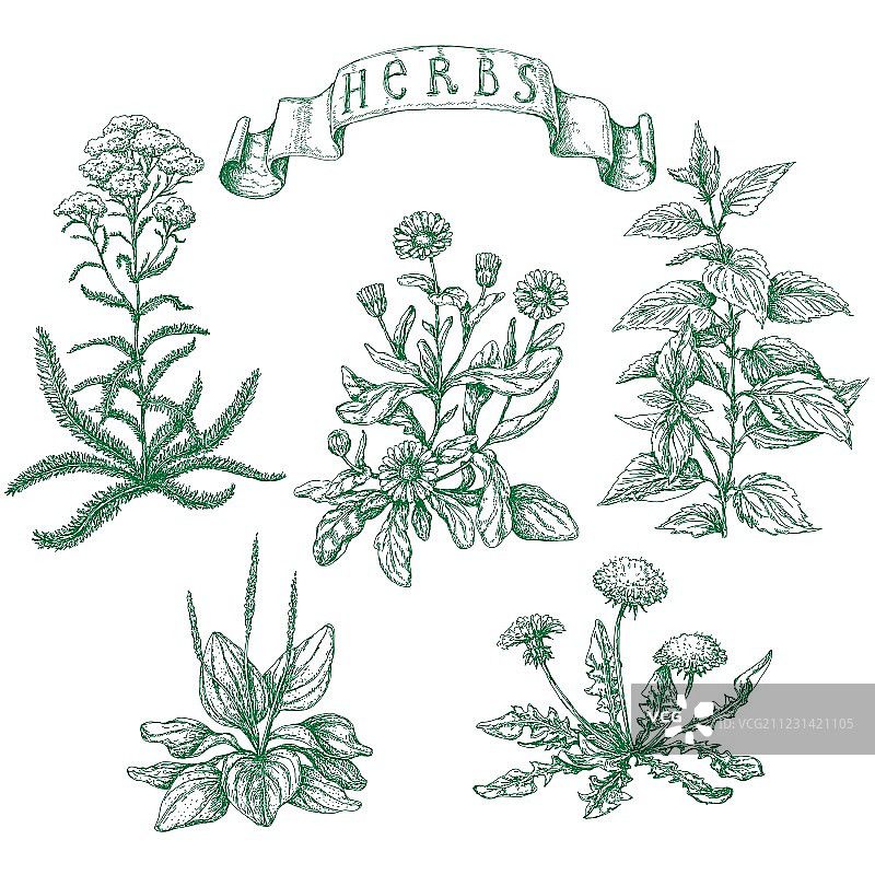 香草合集图片素材