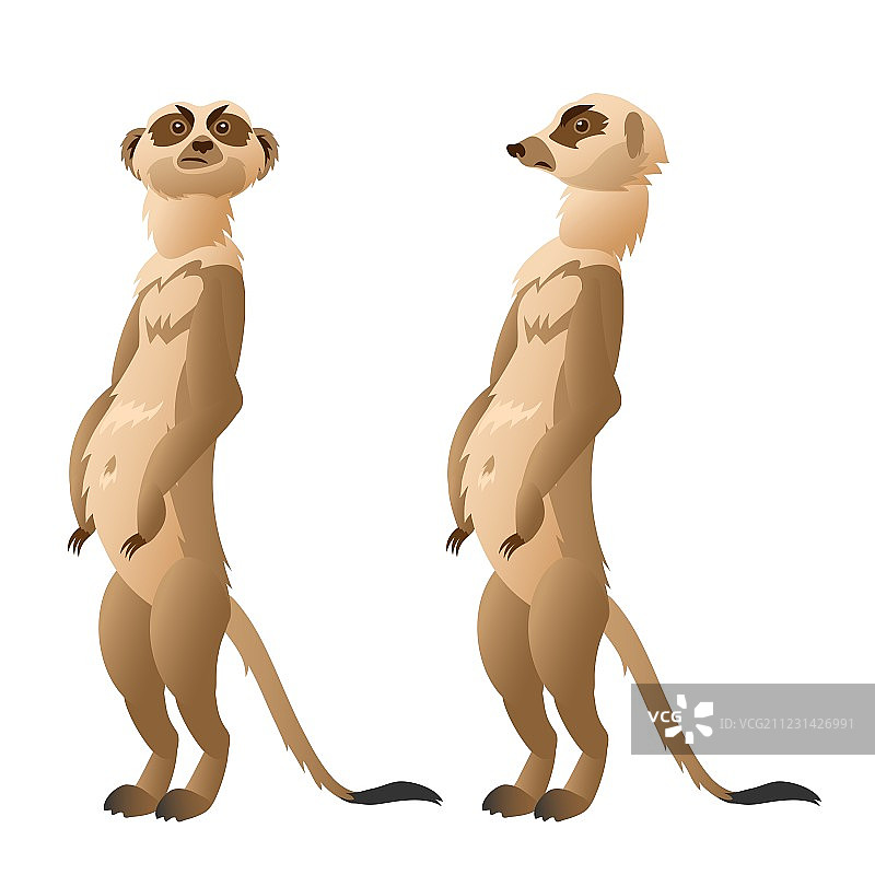 白色背景上的两只滑稽的细尾獴特写图片素材