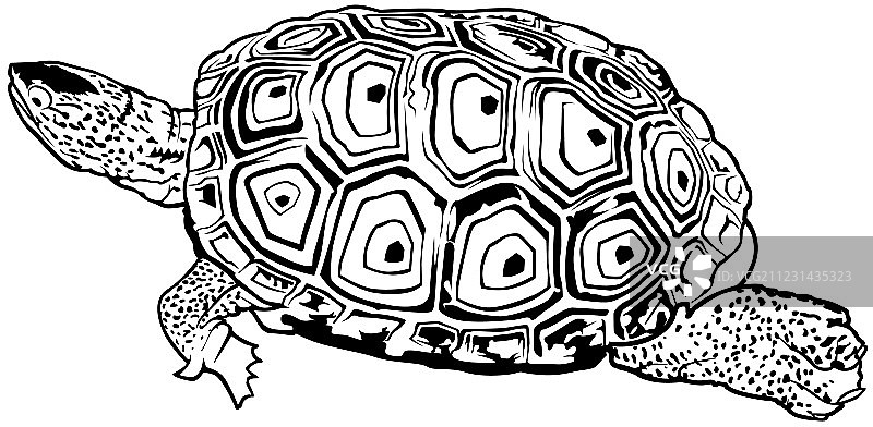 乌龟图片素材