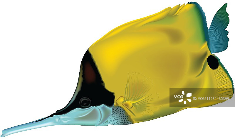 蝴蝶鱼图片素材