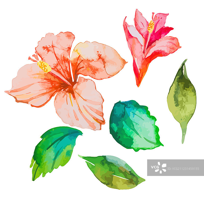 一组热带花叶图片素材