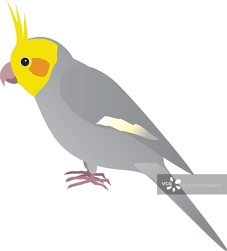 澳洲鹦鹉图片素材