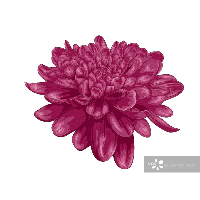 水彩效果的紫色大丽花图片素材