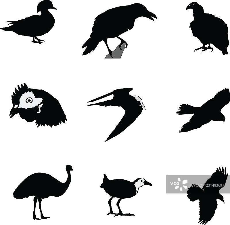 世界上的鸟类图片素材