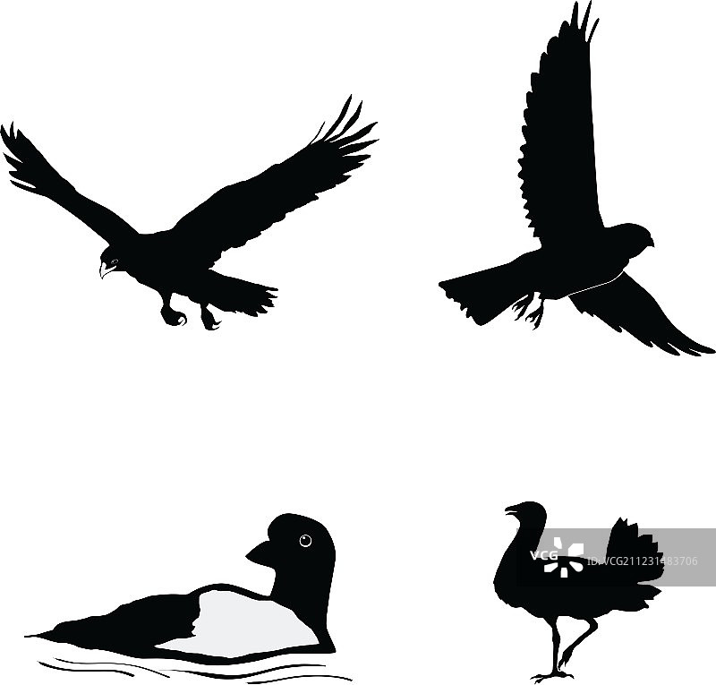 世界上的鸟类图片素材