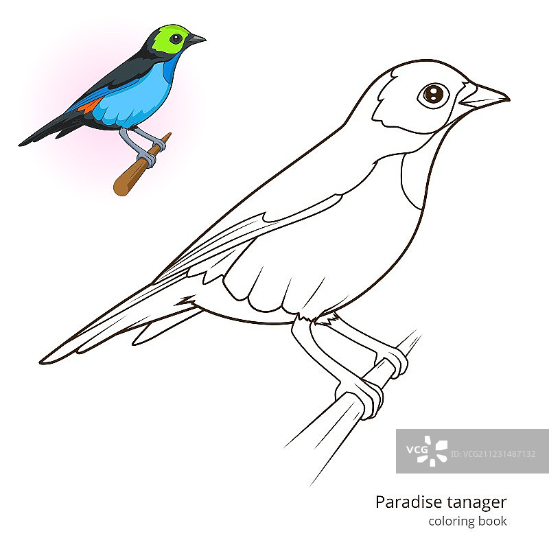 天堂唐纳雀填色本图片素材