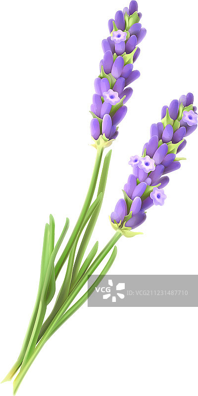 薰衣草花图片素材