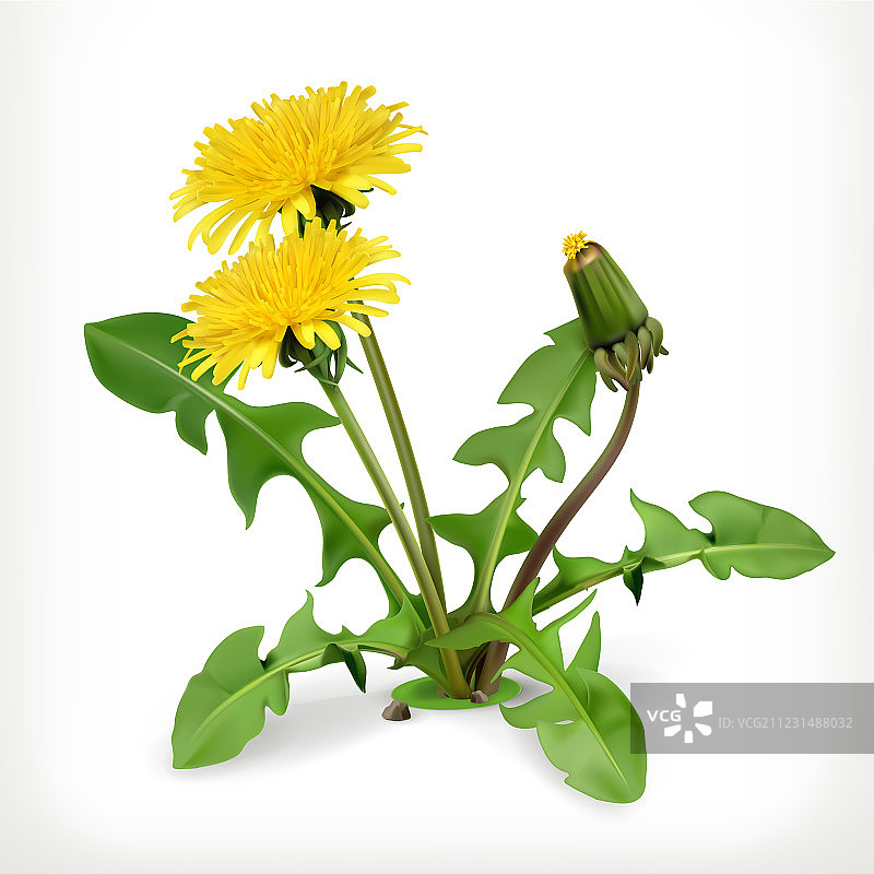 蒲公英花图标图片素材