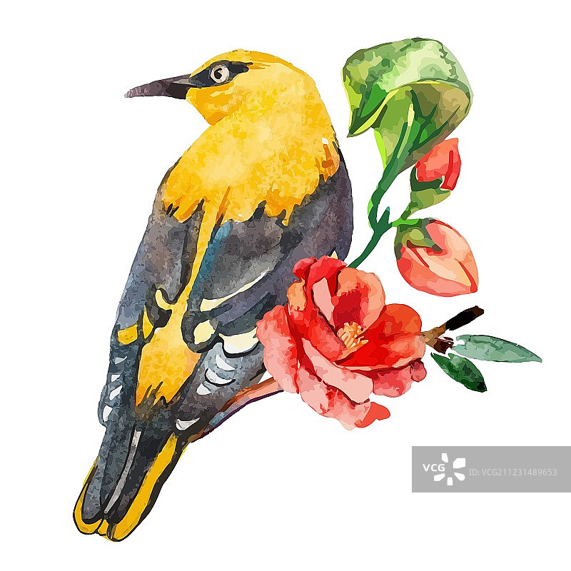 白色背景下的孤立黄鹂图片素材