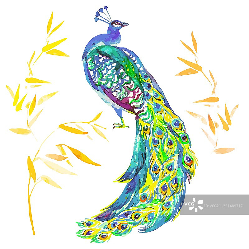 白色背景上的美丽孔雀图片素材