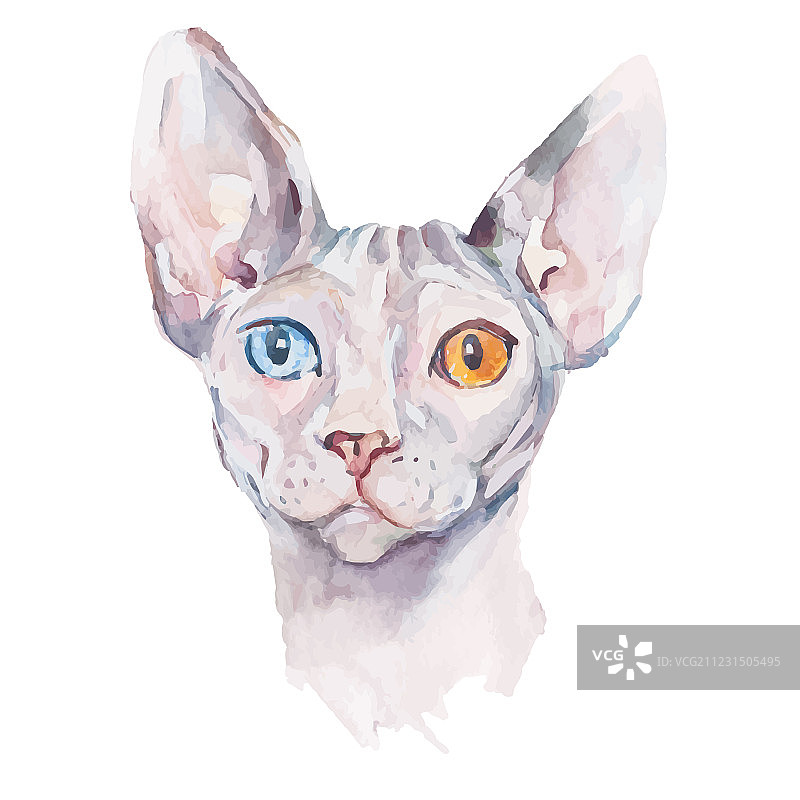 手绘优雅斯芬克斯猫画像图片素材