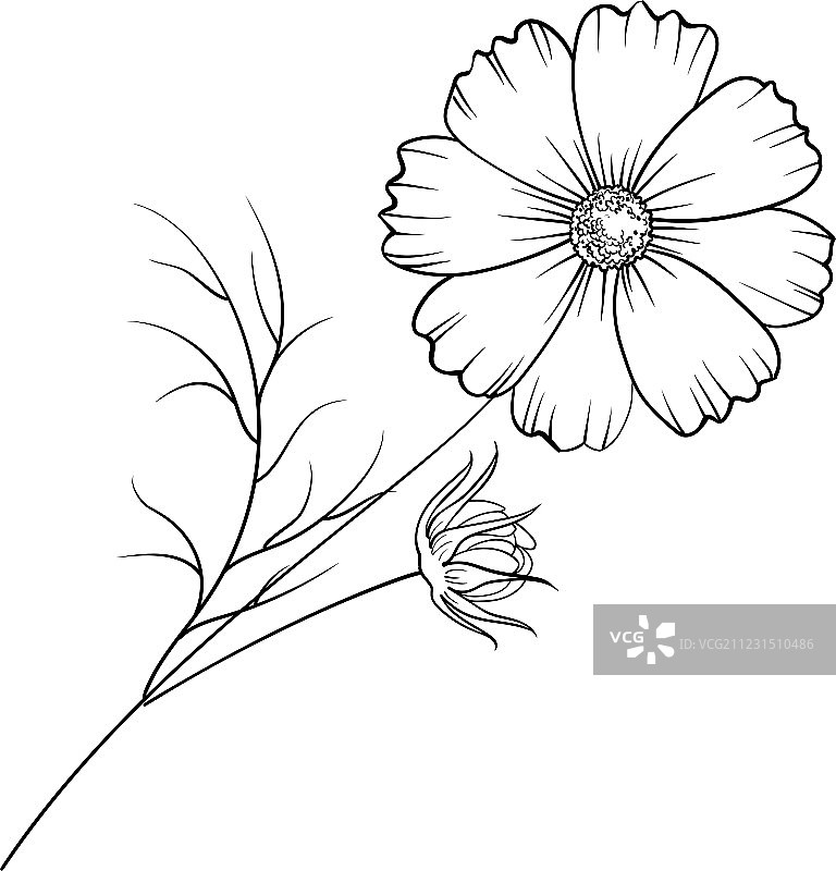 白色背景隔离的毛茛花图片素材