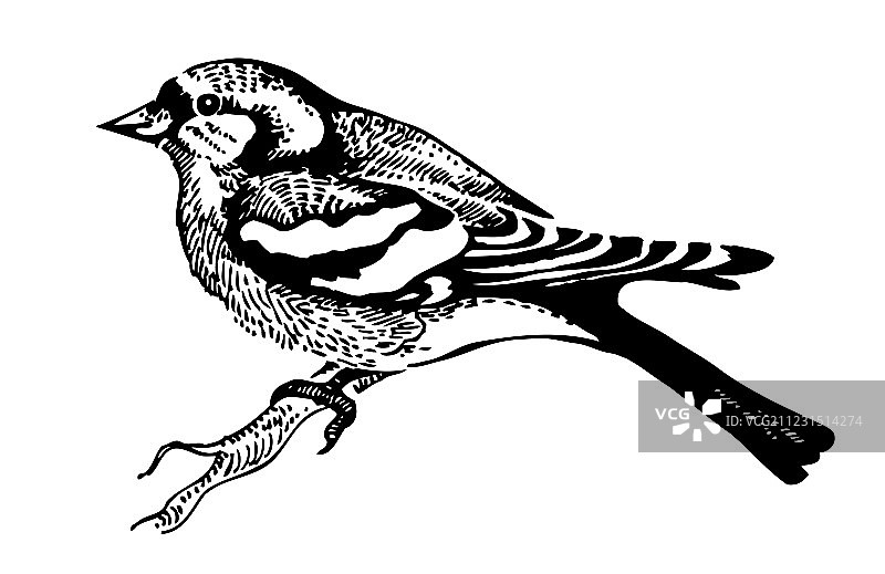 手绘苍头燕雀图片素材