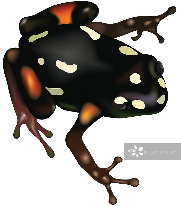 箭毒蛙图片素材