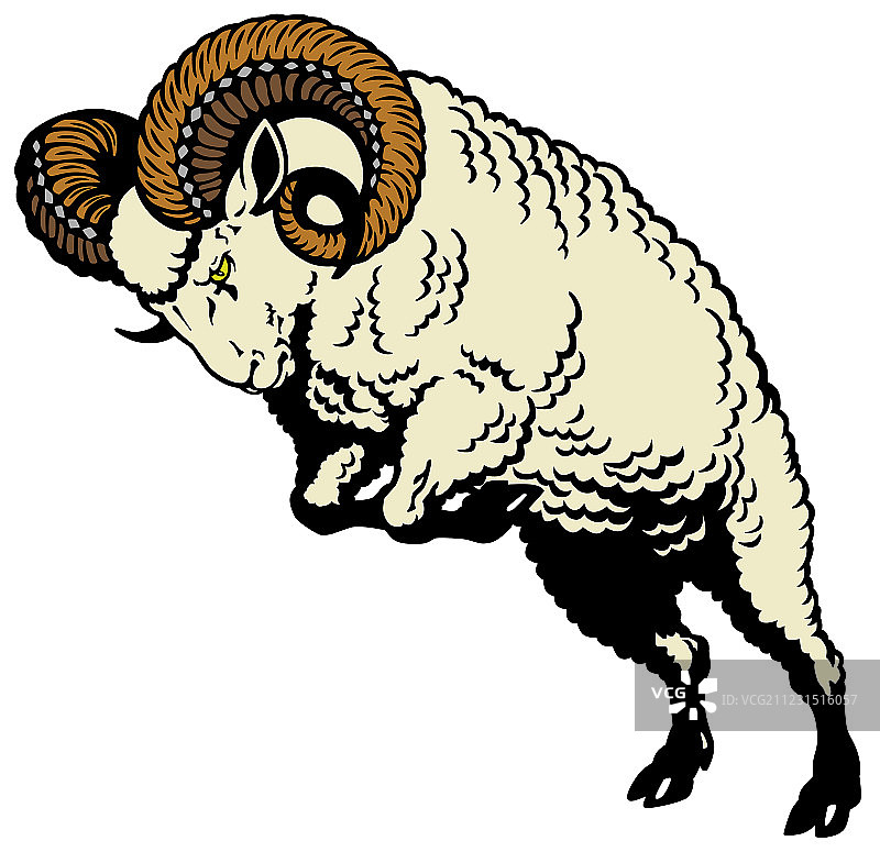 公绵羊图片素材