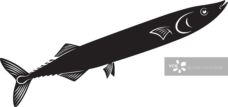 秋刀鱼图片素材