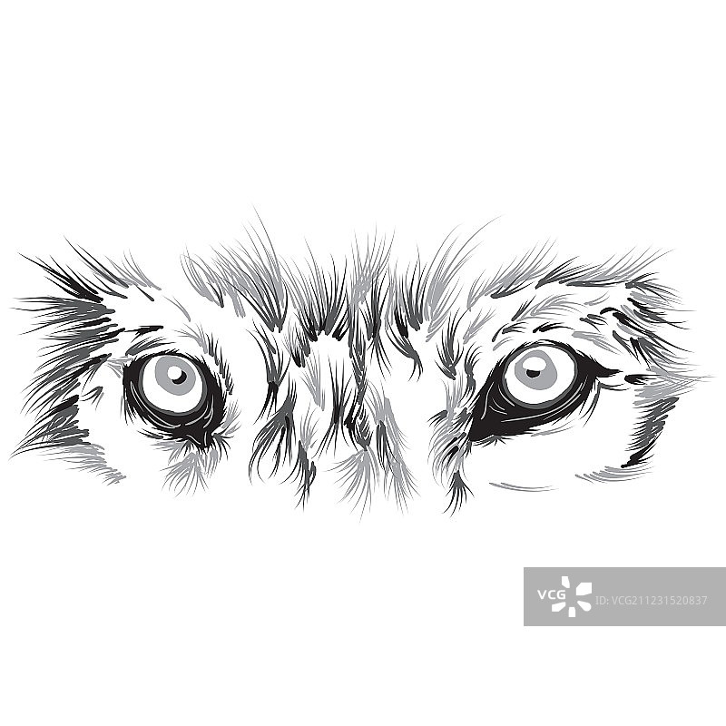 漂亮的狼脸图片素材