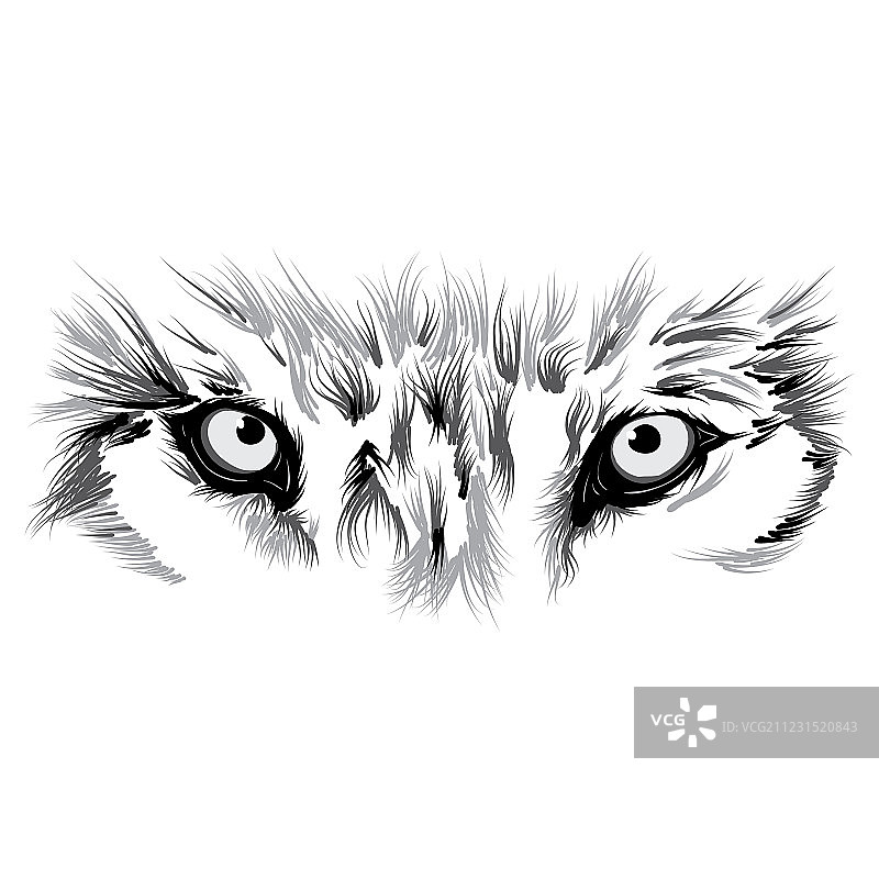 漂亮的狼脸图片素材