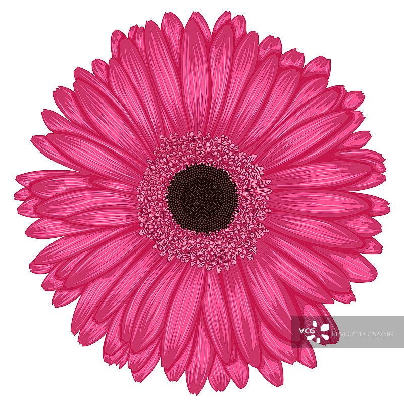 白色背景上孤立的粉色非洲菊图片素材