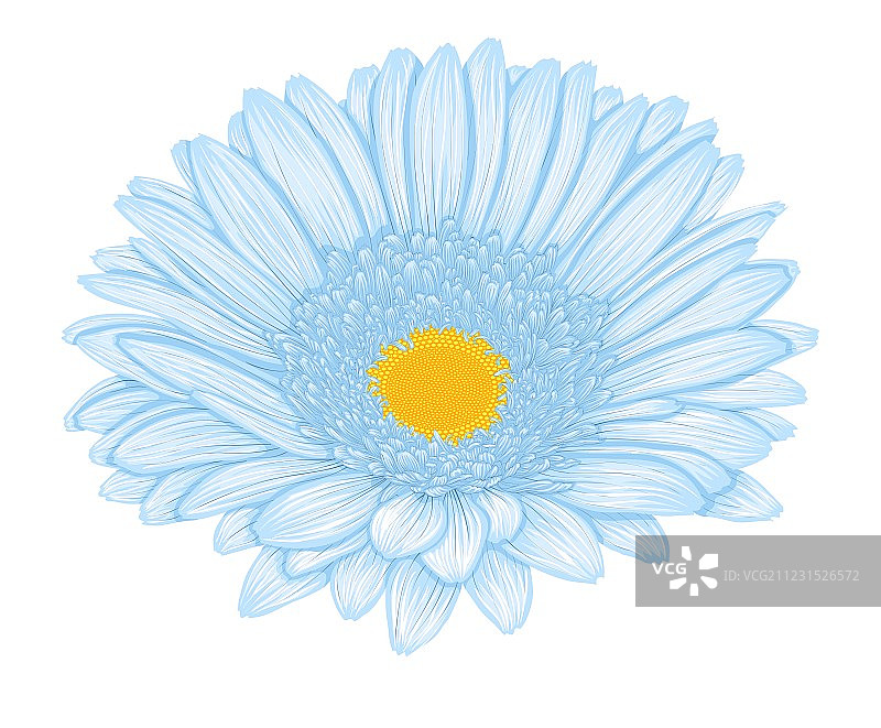 白色背景上的美丽蓝色非洲菊图片素材