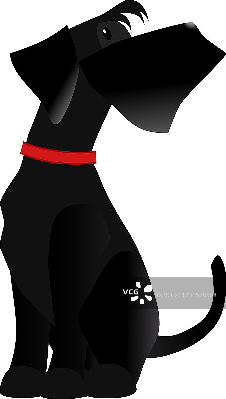 黑色巨型雪纳瑞犬图片素材