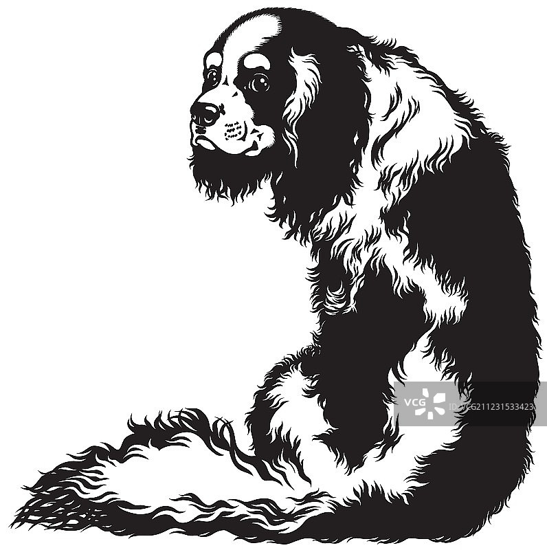 查理士王小猎犬黑白色图片素材