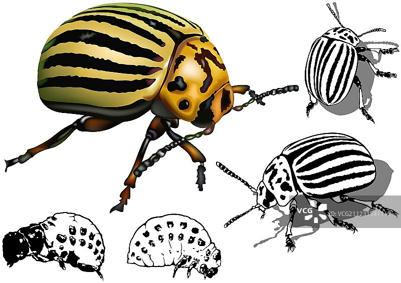科罗拉多马铃薯甲虫图片素材