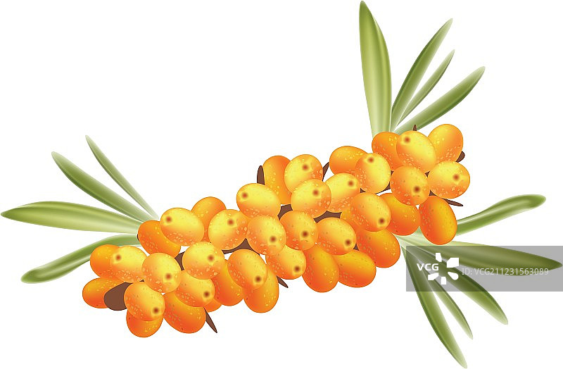 沙棘浆果图片素材