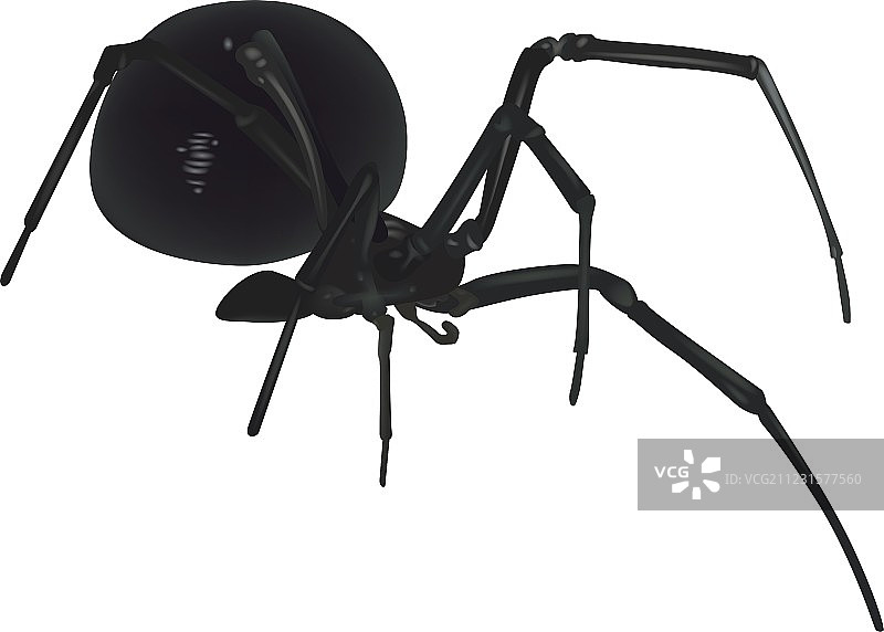 危险的蜘蛛图片素材