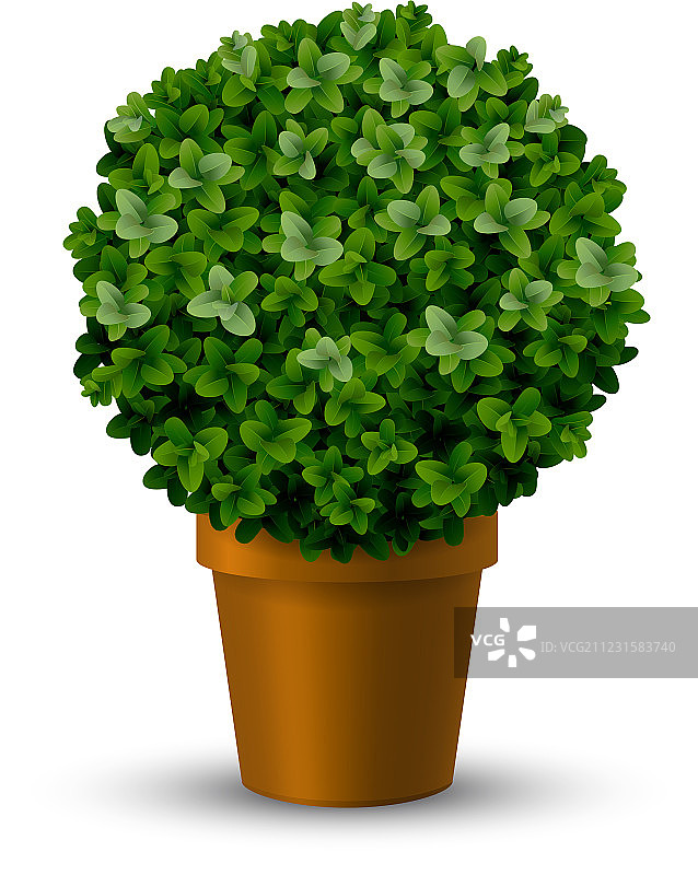 盆栽球形黄杨木装饰图片素材