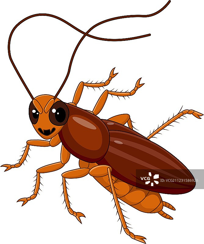 白色背景上孤立的可爱蟑螂图片素材