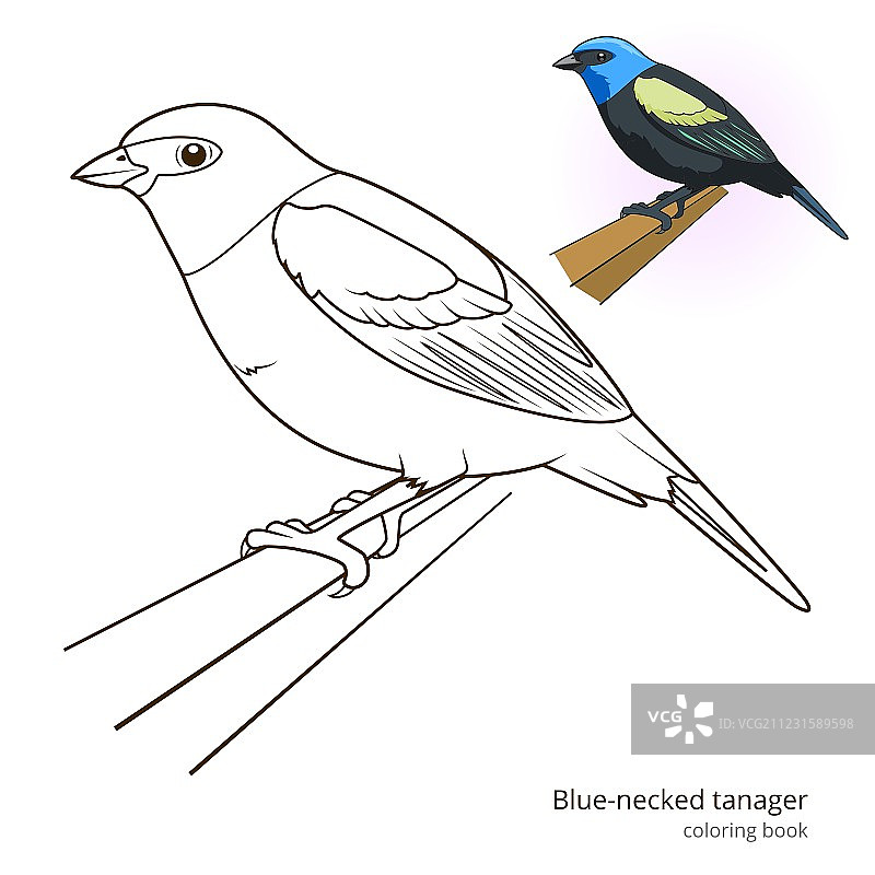 蓝颈唐纳雀着色本图片素材