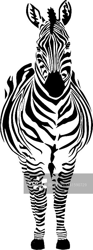 斑马黑色和零图片素材